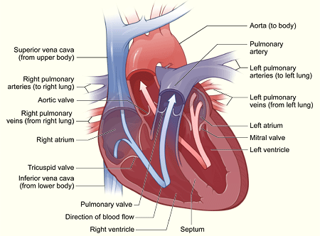 simple heart diagram for kids. simple circulatory system